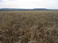 Campo junto al peirón de San Pedro